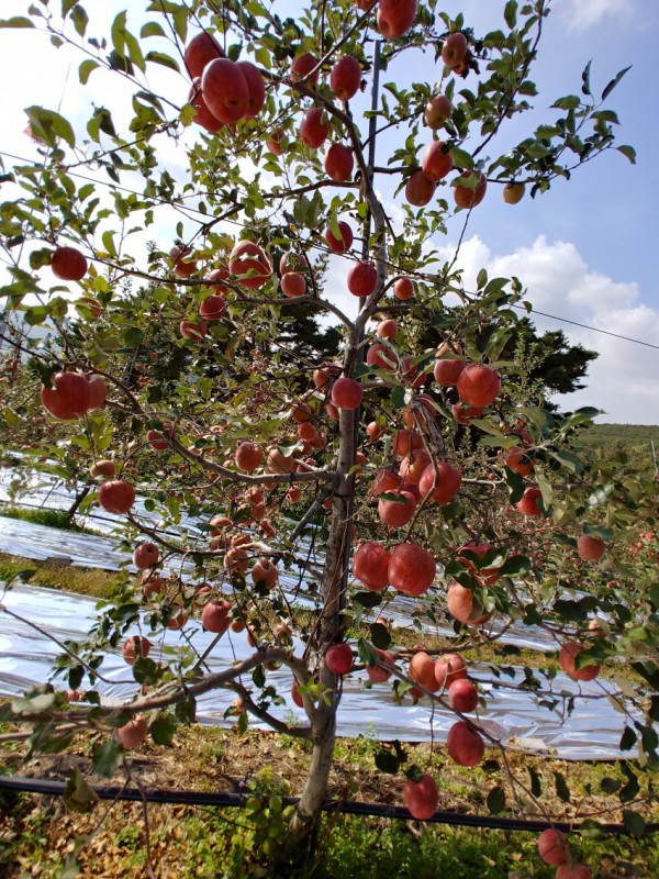 복사꽃마을 사과 10kg( 38~40)과