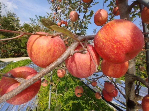 복사꽃마을 사과 기스 10 kg