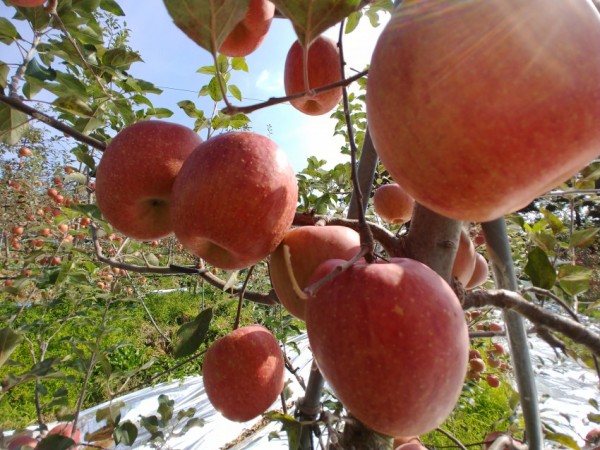 복사꽃마을 사과 기스 10 kg